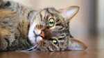 Antipodean Cat photo