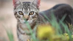 Antipodean Cat photo