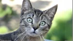 Antipodean Cat photo