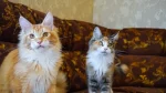 Aphrodite Giant Cat photo