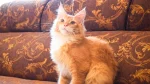 Aphrodite Giant Cat photo