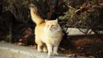 Aphrodite Giant Cat photo
