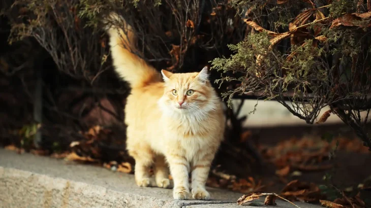 Aphrodite Giant Cat photo