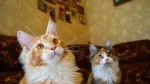 Aphrodite Giant Cat photo