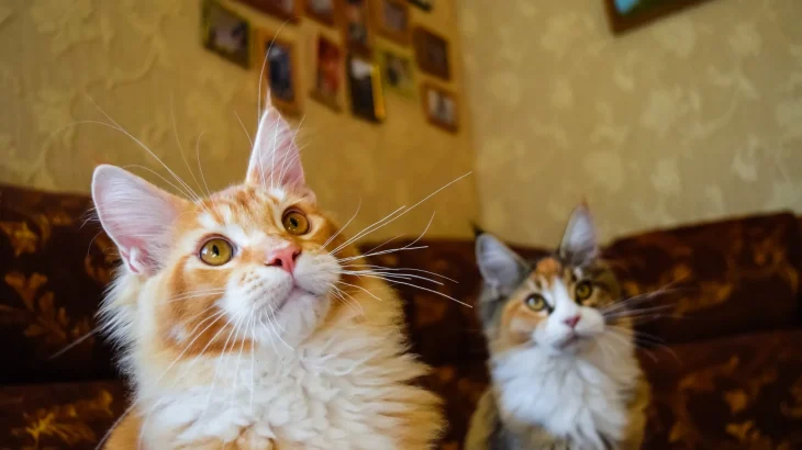 Aphrodite Giant Cat photo