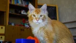 Aphrodite Giant Cat photo