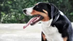 Appenzell Mountain Dog Dog photo