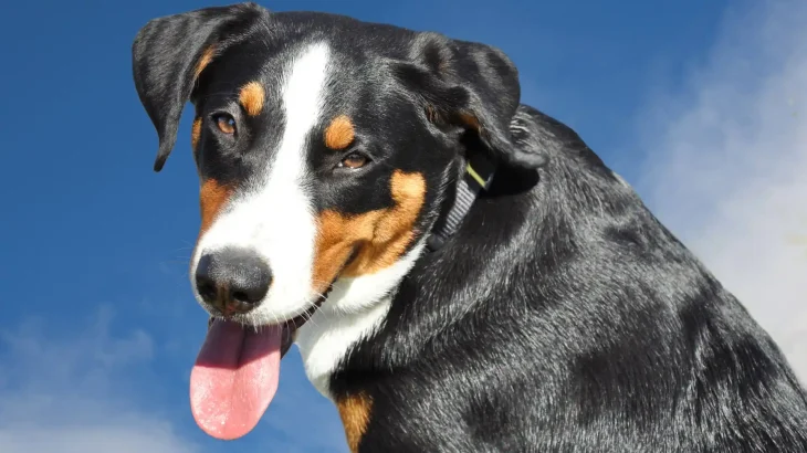 Appenzell Mountain Dog Dog photo