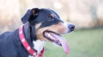 Appenzell Mountain Dog Dog photo