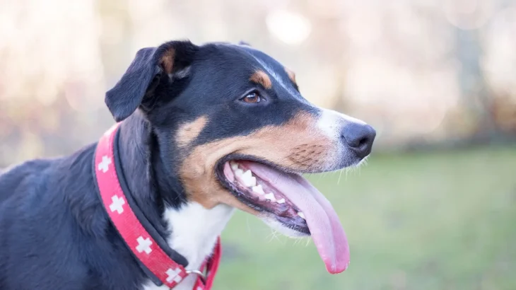 Appenzell Mountain Dog Dog photo