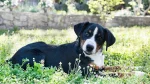 Appenzell Mountain Dog Dog photo