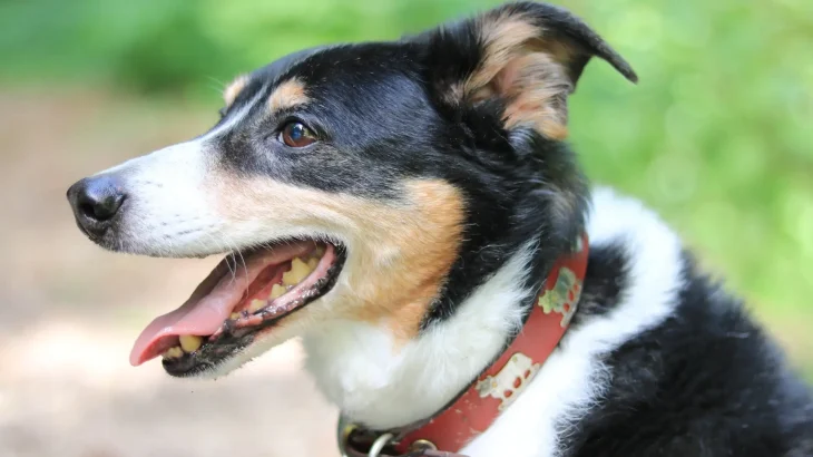 Appenzell Mountain Dog Dog photo
