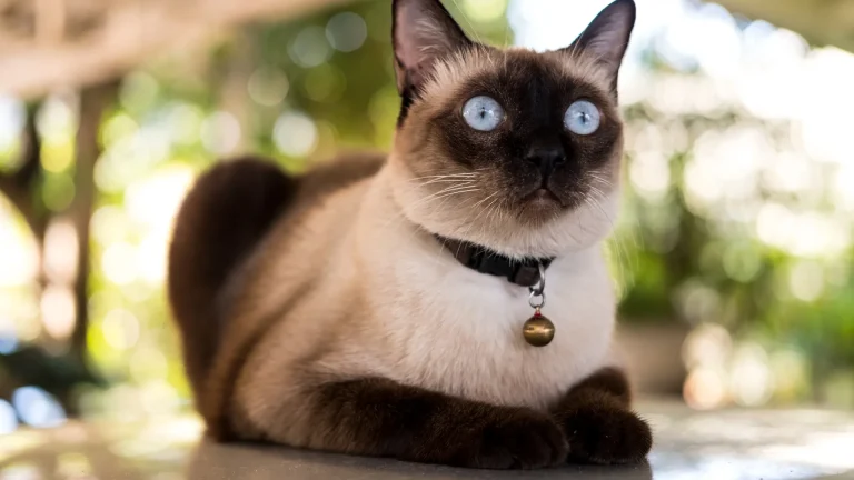 Apple Siamese Cat photo