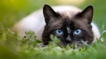 Apple Siamese Cat photo