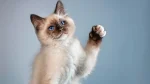 Apple Siamese Cat photo