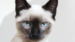 Apple Siamese Cat photo