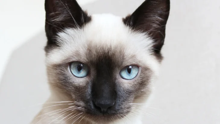 Apple Siamese Cat photo