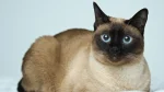 Apple Siamese Cat photo