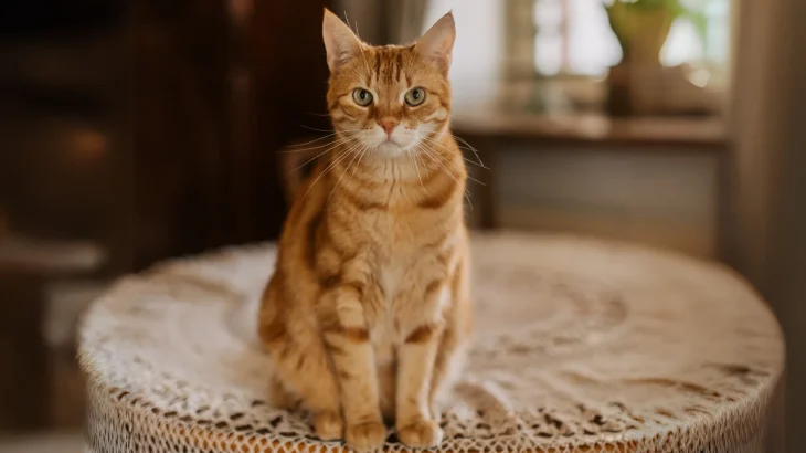 Arabian Mau Cat photo