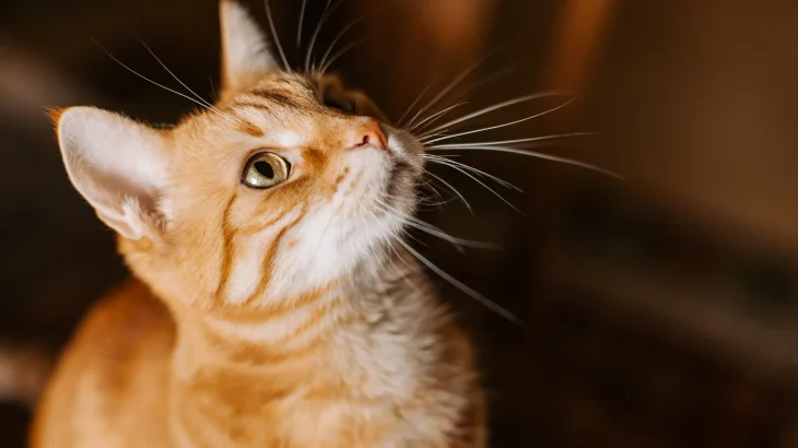 Arabian Mau Cat photo