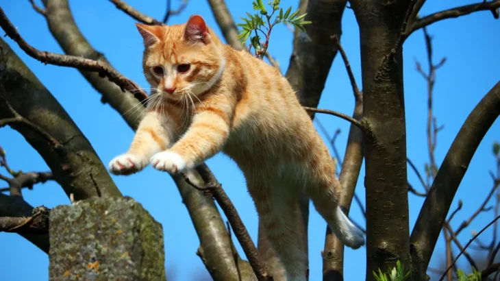 Arabian Mau Cat photo