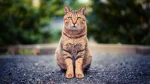 Arabian Mau Cat photo