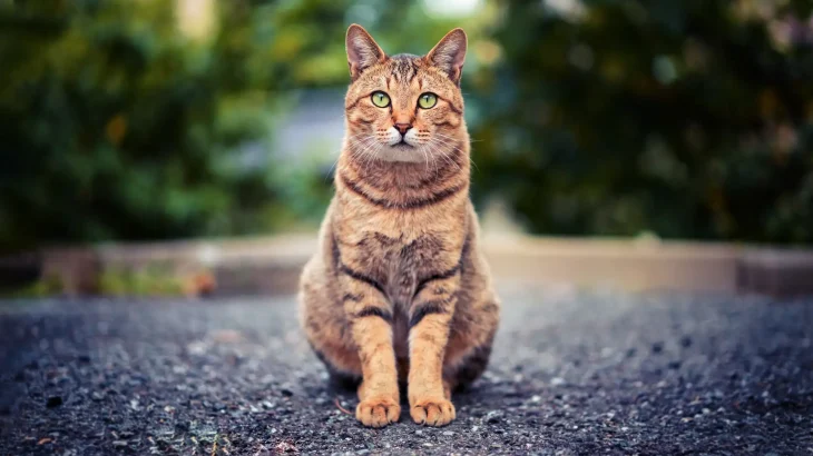 Arabian Mau Cat photo