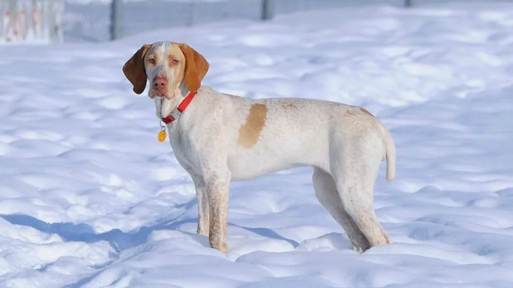Ariege Pointing Dog Dog photo