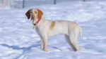 Ariege Pointing Dog Dog photo