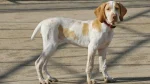 Ariege Pointing Dog Dog photo