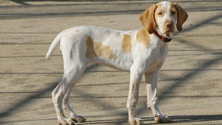 Ariege Pointing Dog Dog photo