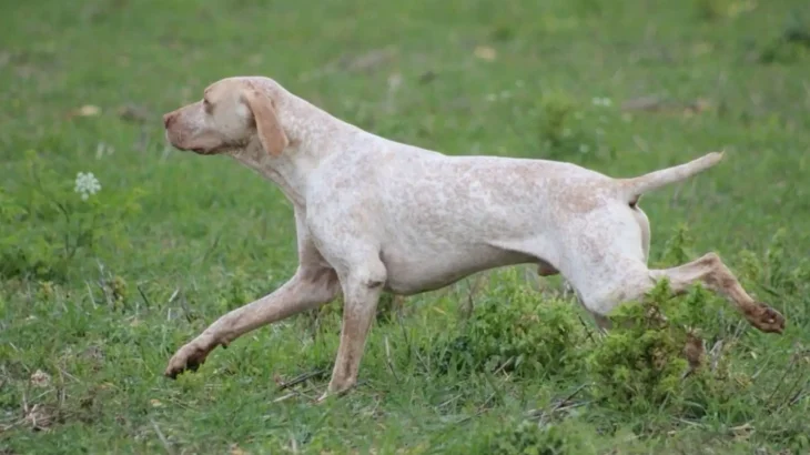 Ariege Pointing Dog Dog photo