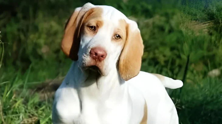 Ariege Pointing Dog Dog photo