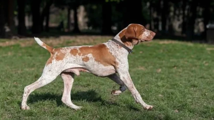 Ariege Pointing Dog Dog photo