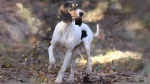 Ariegeois Dog photo