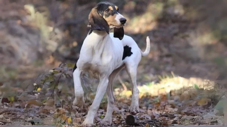 Ariegeois Dog photo