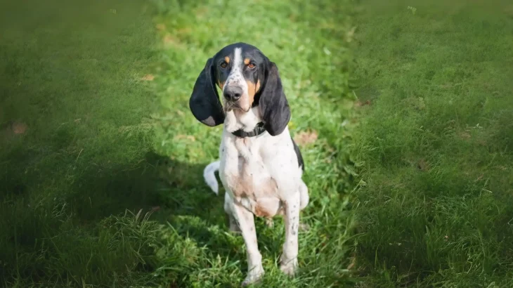 Ariegeois Dog photo