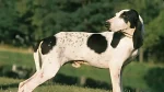 Ariegeois Dog photo