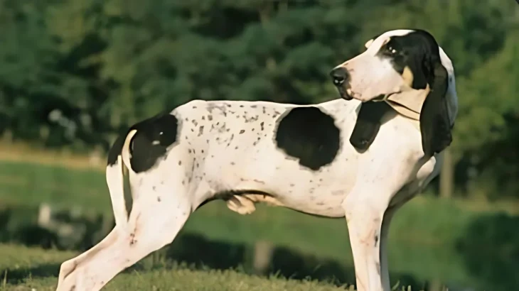 Ariegeois Dog photo