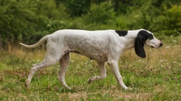 Ariegeois Dog photo
