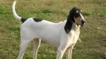 Ariegeois Dog photo
