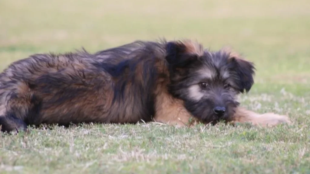 Armant Dog photo