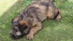 Armant Dog photo