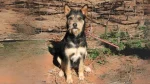 Armant Dog photo