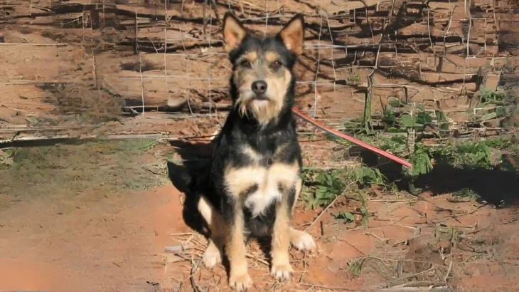 Armant Dog photo