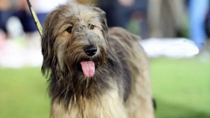 Armant Dog photo