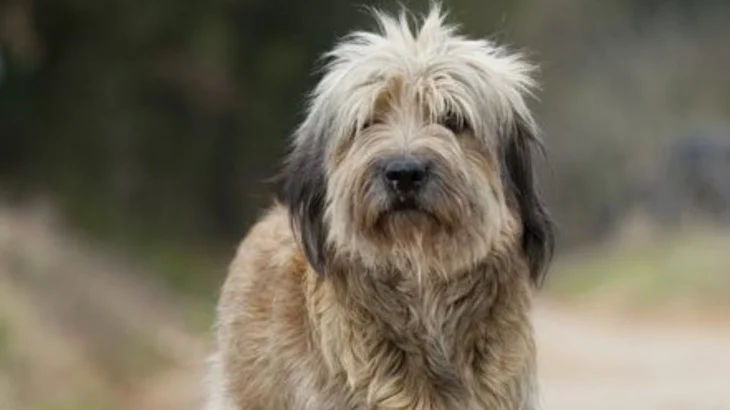 Armant Dog photo