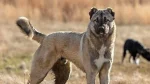 Armenian Gampr Dog photo