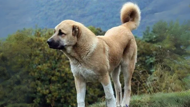 Armenian Gampr Dog photo