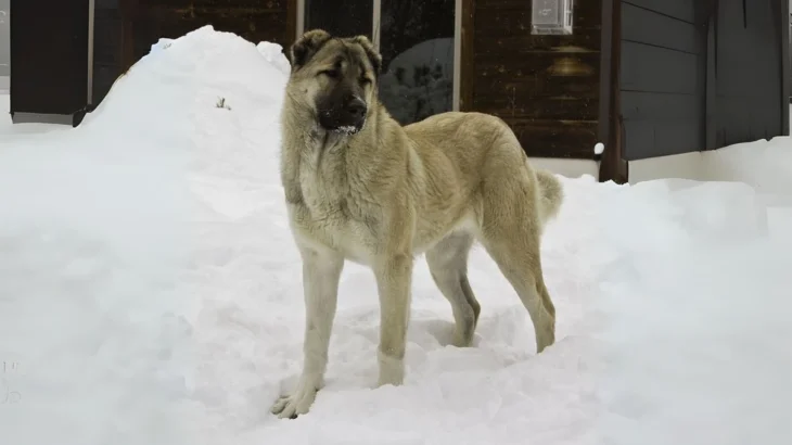 Armenian Gampr Dog photo